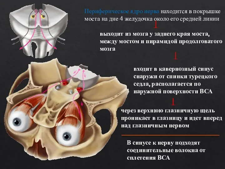 Периферическое ядро нерва находится в покрышке моста на дне 4 желудочка около