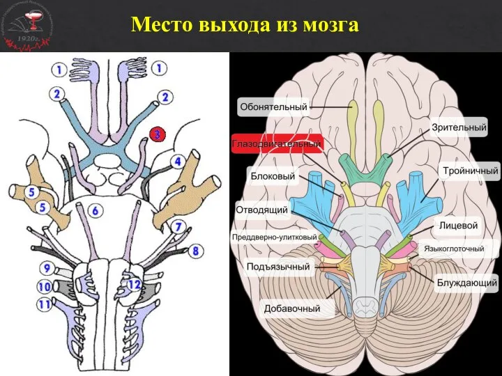 Место выхода из мозга