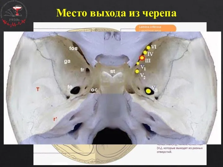 Место выхода из черепа