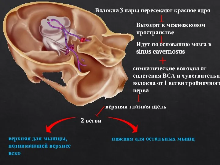 Волокна 3 пары пересекают красное ядро Выходят в межножковом пространстве Идут по