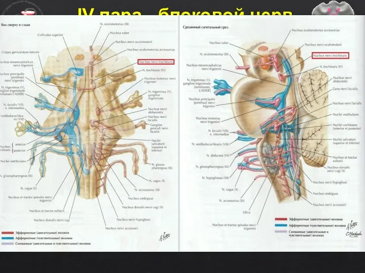 IV пара - блоковой нерв (n. trochlearis) Двигательное ядро блокового нерва (nucl.