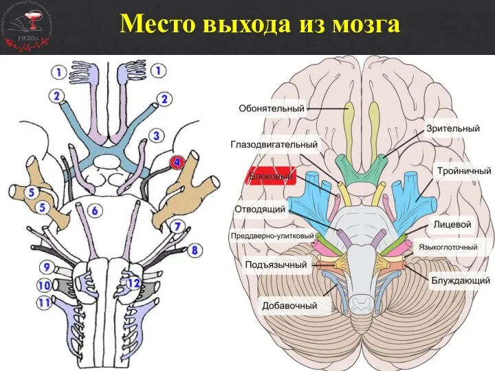 Место выхода из мозга