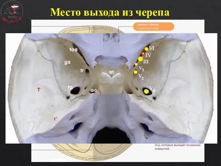 Место выхода из черепа