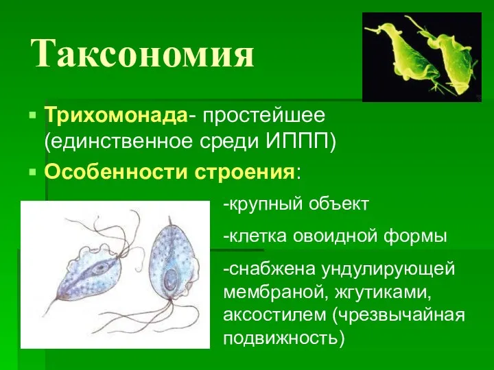 Таксономия Трихомонада- простейшее (единственное среди ИППП) Особенности строения: -крупный объект -клетка овоидной