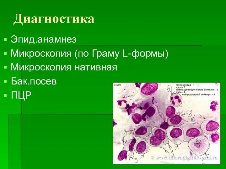 Диагностика Эпид.анамнез Микроскопия (по Граму L-формы) Микроскопия нативная Бак.посев ПЦР