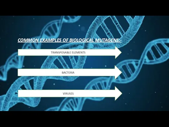 COMMON EXAMPLES OF BIOLOGICAL MUTAGENS:- TRANSPOSABLE ELEMENTS BACTERIA VIRUSES