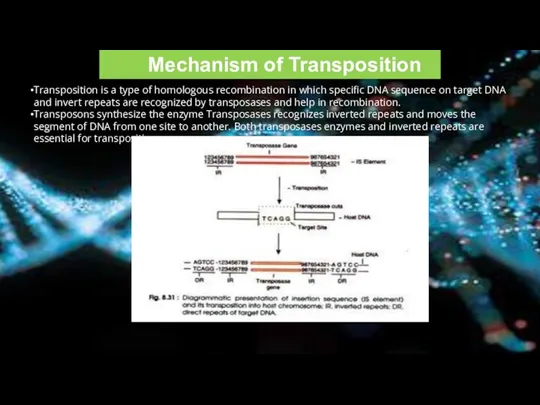 Mechanism of Transposition Transposition is a type of homologous recombination in which