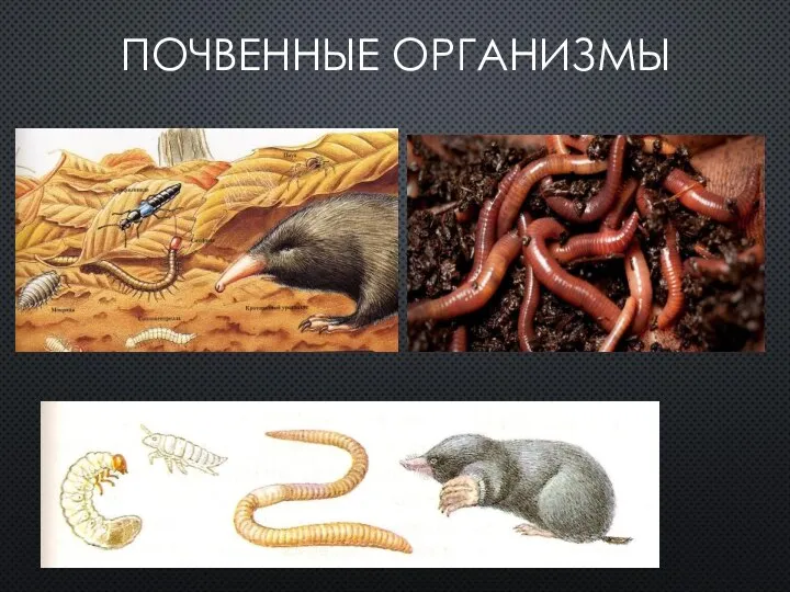 ПОЧВЕННЫЕ ОРГАНИЗМЫ