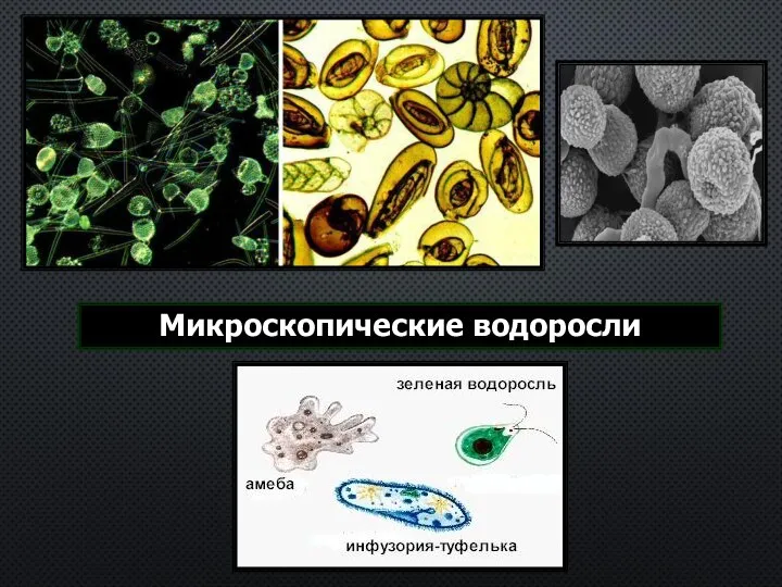 Микроскопические водоросли