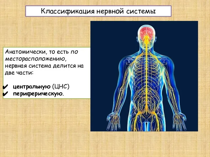 Анатомически, то есть по месторасположению, нервная система делится на две части: центральную