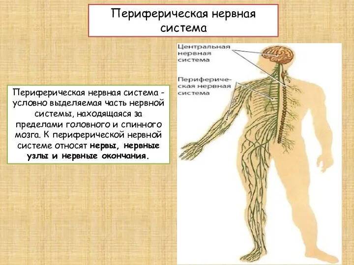 Периферическая нервная система - условно выделяемая часть нервной системы, находящаяся за пределами