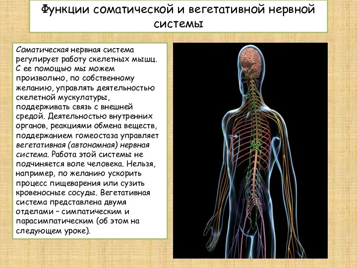 Функции соматической и вегетативной нервной системы Соматическая нервная система регулирует работу скелетных