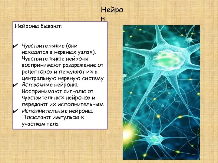 Нейрон Нейроны бывают: Чувствительные (они находятся в нервных узлах). Чувствительные нейроны воспринимают