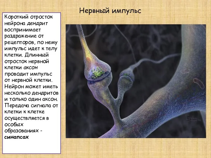 Короткий отросток нейрона дендрит воспринимает раздражение от рецепторов, по нему импульс идет