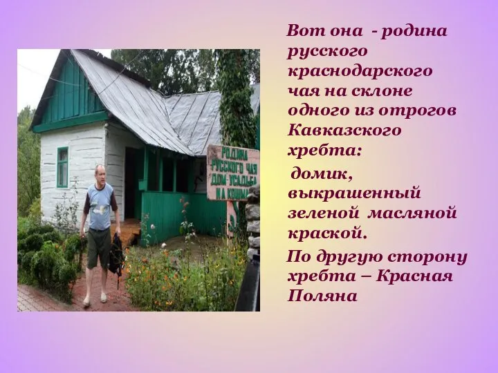 Вот она - родина русского краснодарского чая на склоне одного из отрогов