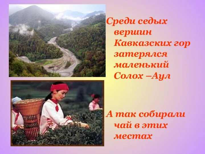 Среди седых вершин Кавказских гор затерялся маленький Солох –Аул А так собирали чай в этих местах