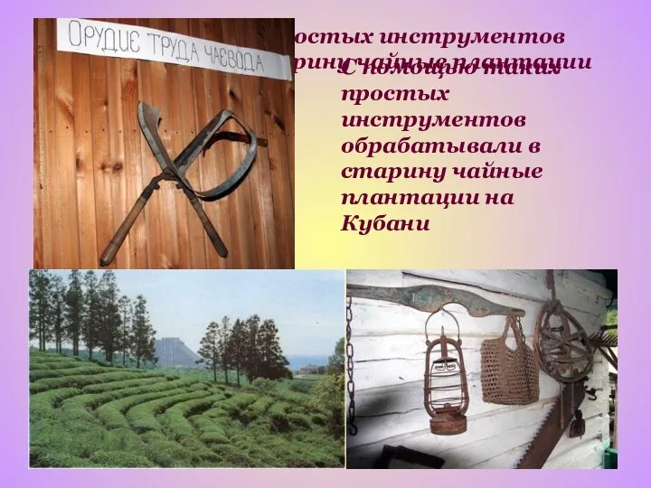 С помощью таких простых инструментов обрабатывали в старину чайные плантации на Кубани