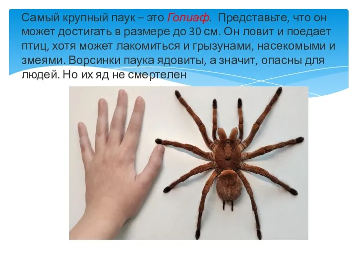 Самый крупный паук – это Голиаф. Представьте, что он может достигать в