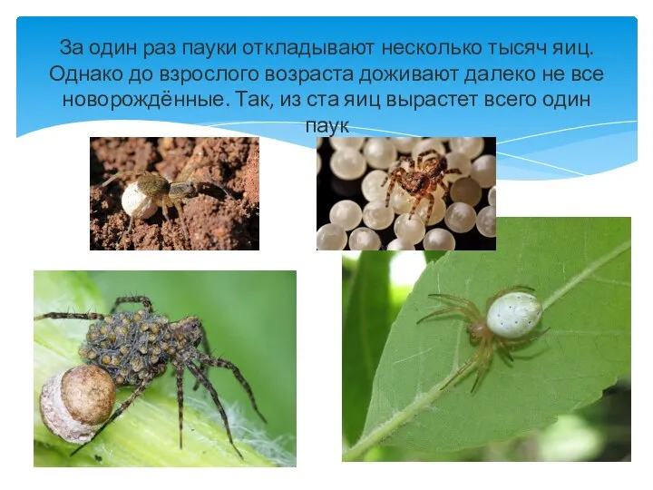 За один раз пауки откладывают несколько тысяч яиц. Однако до взрослого возраста