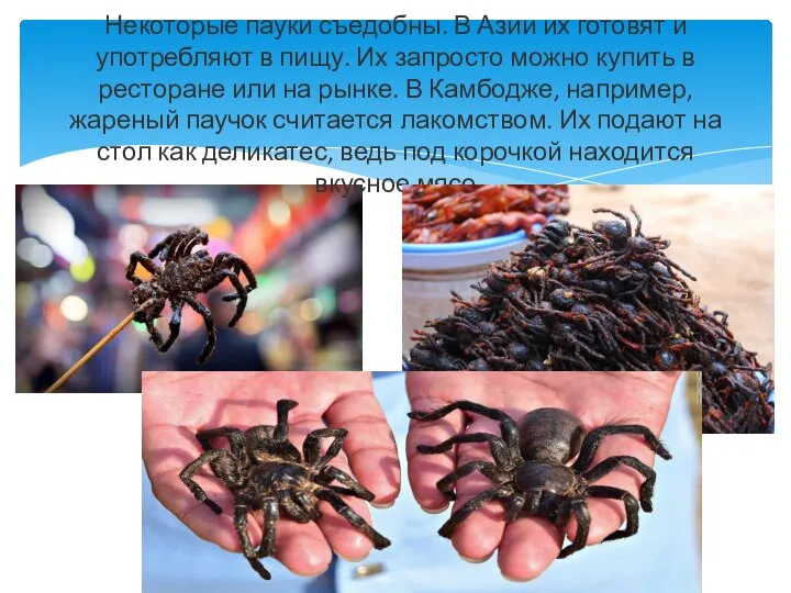 Некоторые пауки съедобны. В Азии их готовят и употребляют в пищу. Их