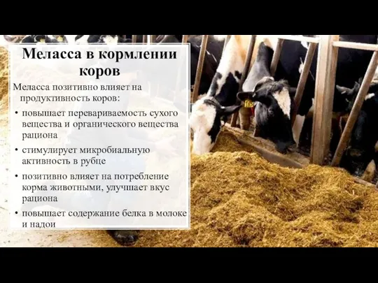 Меласса в кормлении коров Меласса позитивно влияет на продуктивность коров: повышает перевариваемость