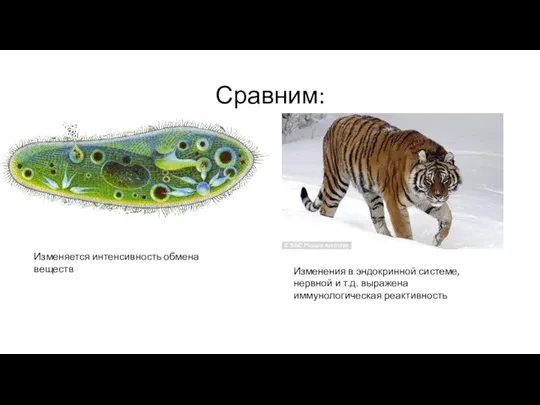 Сравним: Изменяется интенсивность обмена веществ Изменения в эндокринной системе, нервной и т.д. выражена иммунологическая реактивность