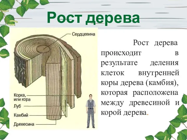 Рост дерева Рост дерева происходит в результате деления клеток внутренней коры дерева