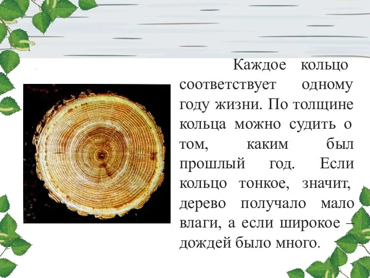 Каждое кольцо соответствует одному году жизни. По толщине кольца можно судить о