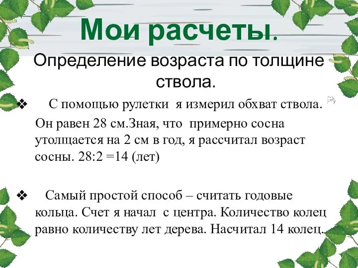 Мои расчеты. Определение возраста по толщине ствола. С помощью рулетки я измерил