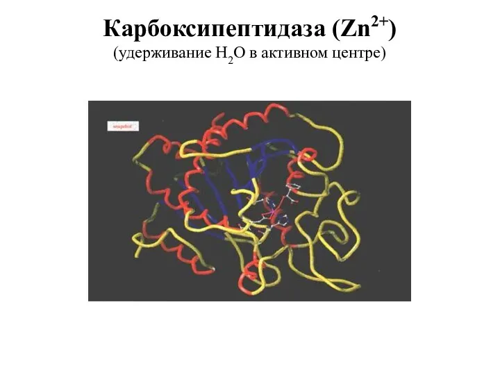 Карбоксипептидаза (Zn2+) (удерживание Н2О в активном центре)