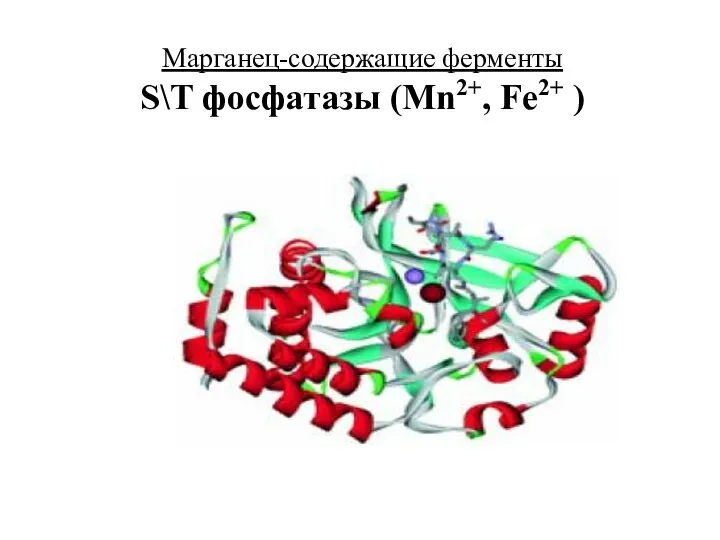 Марганец-содержащие ферменты S\T фосфатазы (Mn2+, Fe2+ )