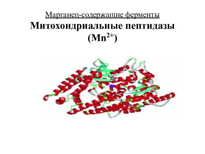 Марганец-содержащие ферменты Митохондриальные пептидазы (Mn2+)