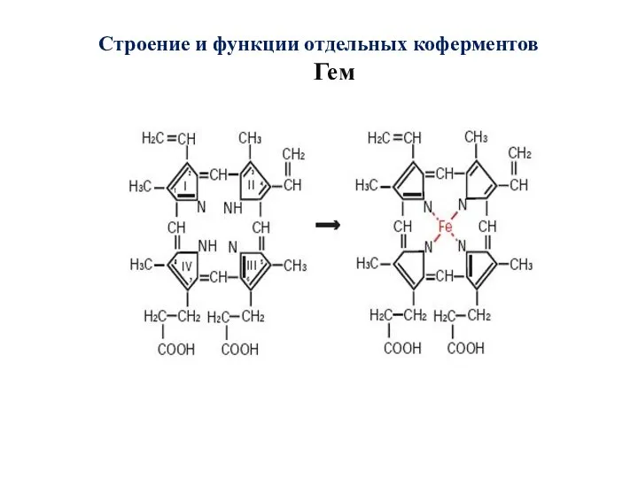 Строение и функции отдельных коферментов Гем