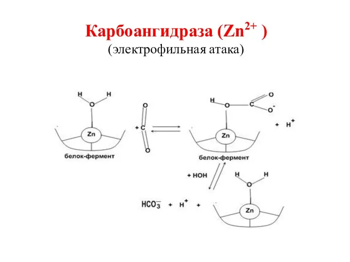 Карбоангидраза (Zn2+ ) (электрофильная атака)