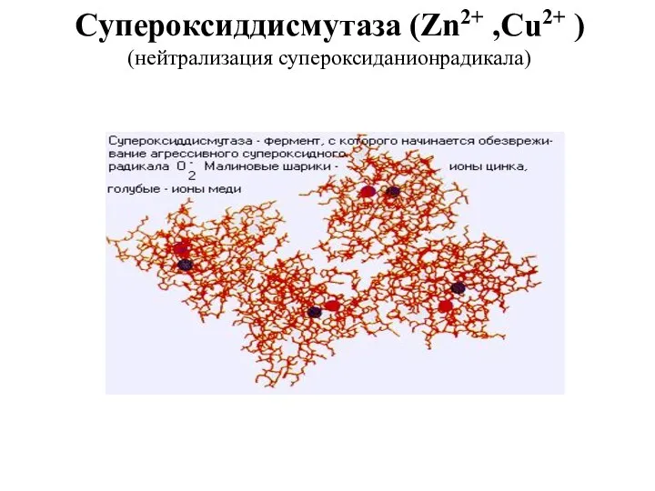 Cупероксиддисмутаза (Zn2+ ,Cu2+ ) (нейтрализация супероксиданионрадикала)