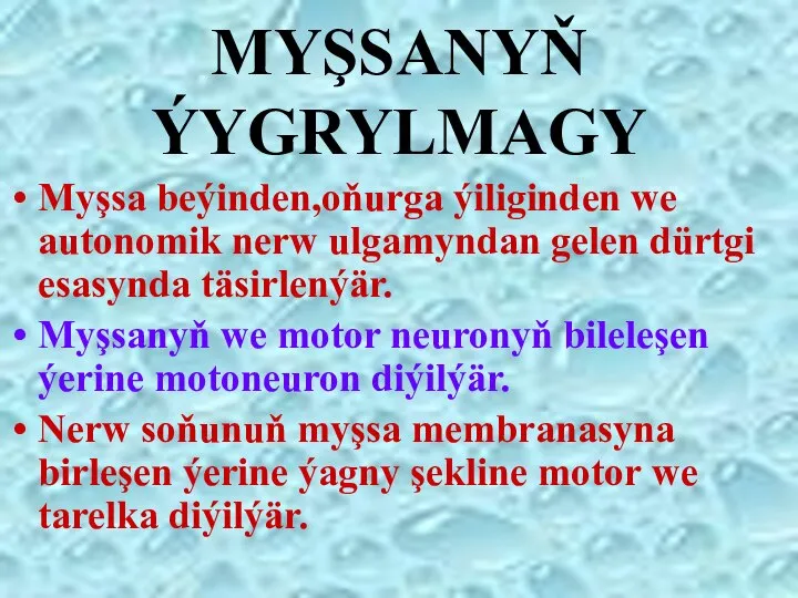 MYŞSANYŇ ÝYGRYLMAGY Myşsa beýinden,oňurga ýiliginden we autonomik nerw ulgamyndan gelen dürtgi esasynda