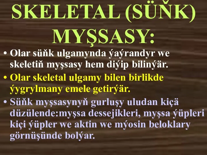 SKELETAL (SÜŇK) MYŞSASY: Olar süňk ulgamynda ýaýrandyr we skeletiň myşsasy hem diýip