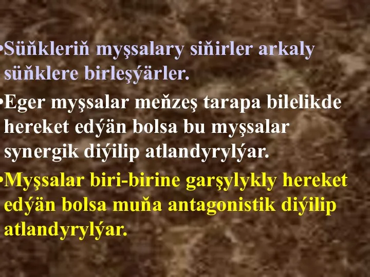 Süňkleriň myşsalary siňirler arkaly süňklere birleşýärler. Eger myşsalar meňzeş tarapa bilelikde hereket