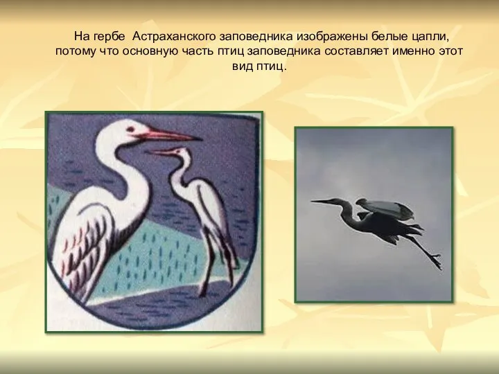 На гербе Астраханского заповедника изображены белые цапли, потому что основную часть птиц