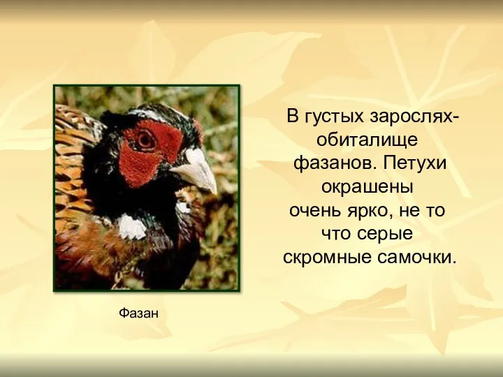 В густых зарослях- обиталище фазанов. Петухи окрашены очень ярко, не то что серые скромные самочки. Фазан