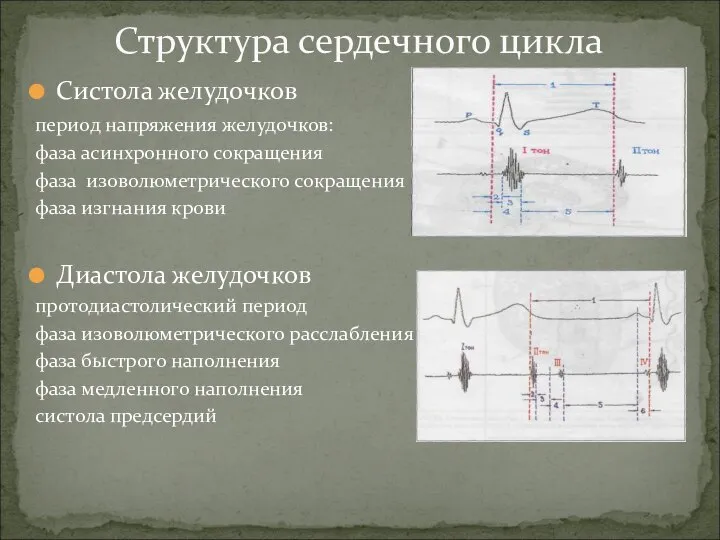 Систола желудочков период напряжения желудочков: фаза асинхронного сокращения фаза изоволюметрического сокращения фаза