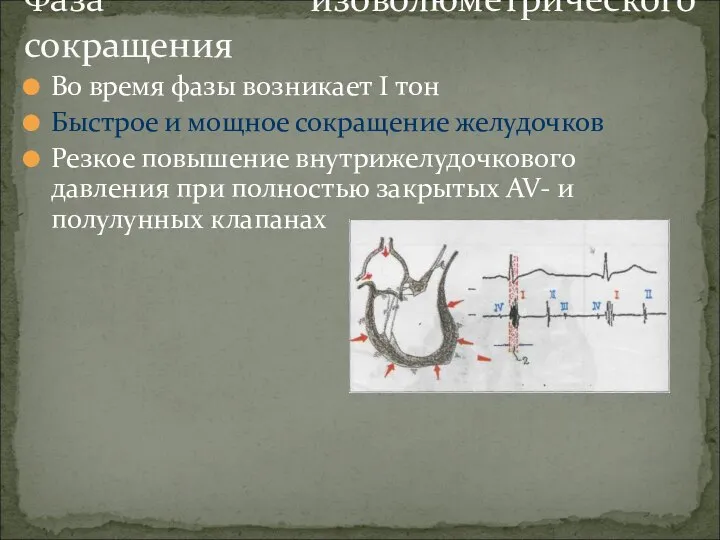 Во время фазы возникает I тон Быстрое и мощное сокращение желудочков Резкое