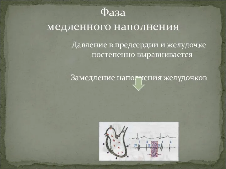 Давление в предсердии и желудочке постепенно выравнивается Замедление наполнения желудочков Фаза медленного наполнения