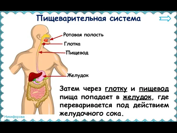 Пищеварительная система Ротовая полость Затем через глотку и пищевод пища попадает в