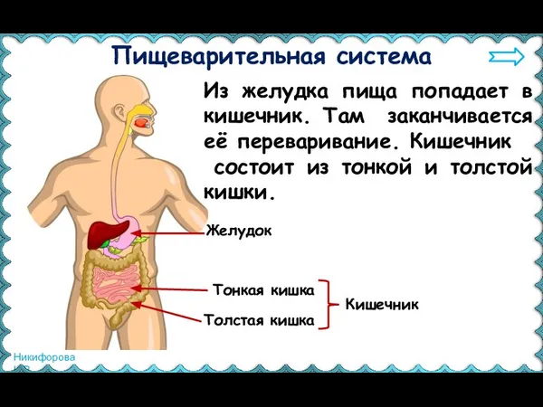 Пищеварительная система Из желудка пища попадает в кишечник. Там заканчивается её переваривание.