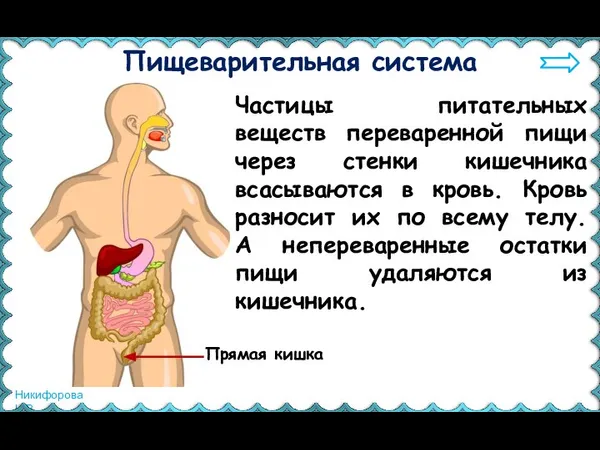 Пищеварительная система Частицы питательных веществ переваренной пищи через стенки кишечника всасываются в