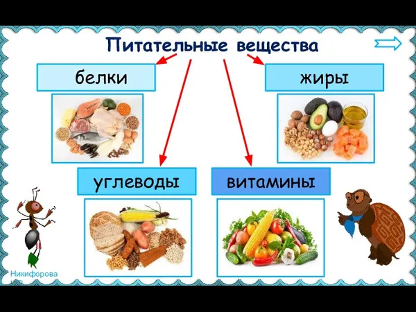 Питательные вещества белки жиры углеводы витамины