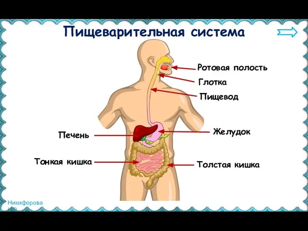 Пищеварительная система Ротовая полость Глотка Пищевод Желудок Печень Тонкая кишка Толстая кишка