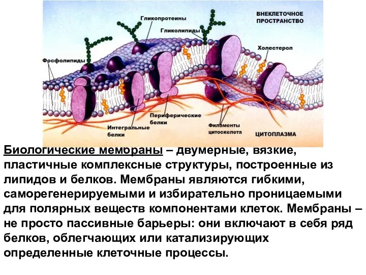 Биологические мембраны – двумерные, вязкие, пластичные комплексные структуры, построенные из липидов и