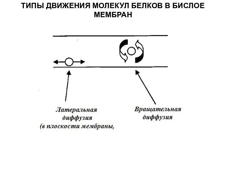 ТИПЫ ДВИЖЕНИЯ МОЛЕКУЛ БЕЛКОВ В БИСЛОЕ МЕМБРАН